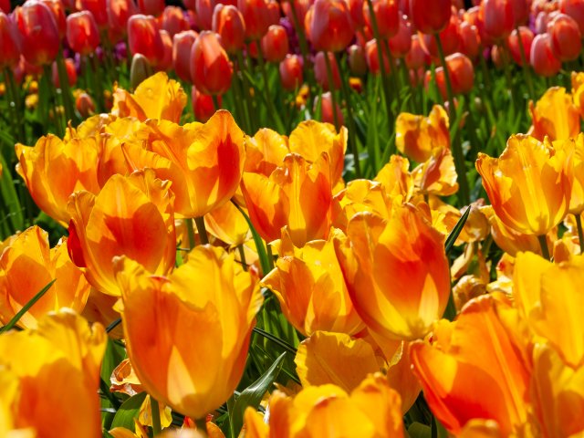 Keukenhof 2014