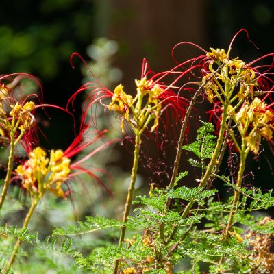 Madrid 2012